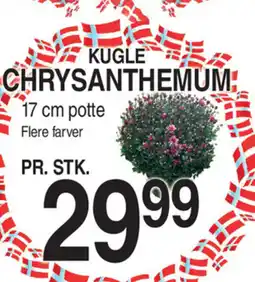 ABC Lavpris KUGLE CHRYSANTHEMUM tilbud