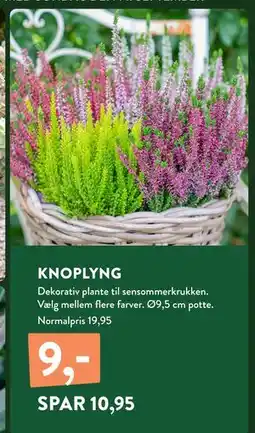 Plantorama KNOPLYNG, DKK 9 tilbud