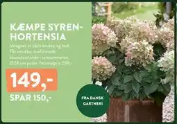 Plantorama KÆMPE SYRENHORTENSIA, DKK 149 tilbud