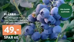 Plantorama BLÅBÆR, DKK 49 tilbud