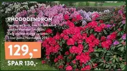 Plantorama RHODODENDRON, DKK 129 tilbud