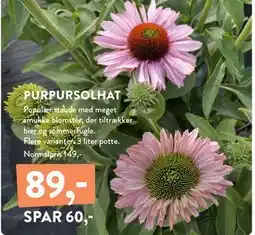 Plantorama PURPURSOLHAT, DKK 89 tilbud