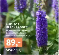 Plantorama ANISISOP 'BLACK LADDER', DKK 89 tilbud
