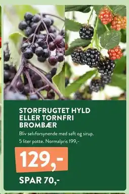 Plantorama STORFRUGTET HYLD ELLER TORNFRI BROMBÆR, DKK 129 tilbud
