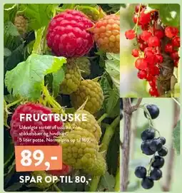 Plantorama FRUGTBUSKE, DKK 89 tilbud