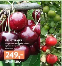Plantorama FRUGTTRÆER, DKK 249 tilbud