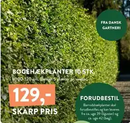 Plantorama BØGEHÆKPLANTER 10 STK, DKK 129 tilbud
