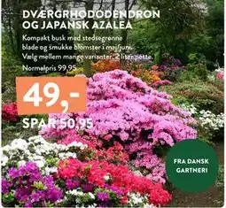 Plantorama DVÆRGRHODODENDRON OG JAPANSK AZALEA, DKK 49 tilbud