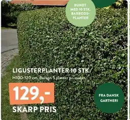 Plantorama LIGUSTERPLANTER 10 STK, DKK 129 tilbud