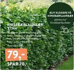 Plantorama KIRSEBÆRLAURBÆR 'ETNA', DKK 79 tilbud