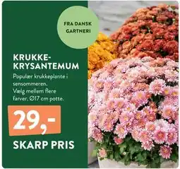 Plantorama KRUKKEKRYSANTEMUM, DKK 29 tilbud
