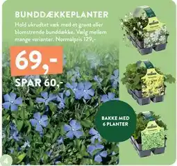 Plantorama BUNDDÆKKEPLANTER, DKK 69 tilbud