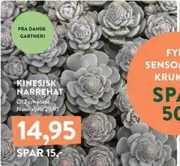 Plantorama KINESISK NARREHAT, DKK 14.95 tilbud