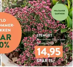 Plantorama STENURT, DKK 14.95 tilbud