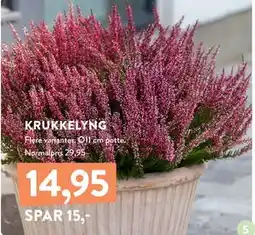 Plantorama KRUKKELYNG, DKK 14.95 tilbud