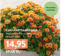 Plantorama KUGLEKRYSANTEMUM, DKK 14.95 tilbud