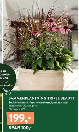Plantorama SAMMENPLANTNING 'TRIPLE BEAUTY', DKK 199 tilbud