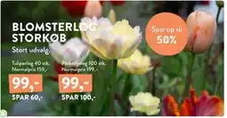 Plantorama Tulipanløg 40 stk. Normalpris 159,-, DKK 99 tilbud