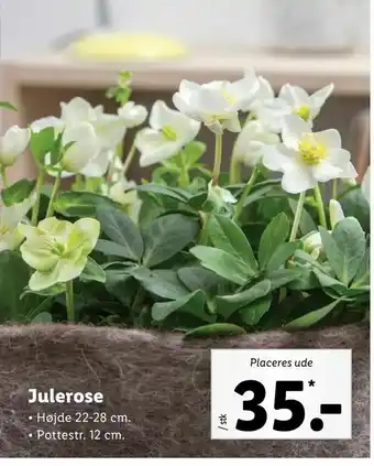 Let-Køb Julerose tilbud