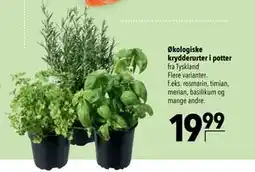 Citti Økologiske krydderurter i potter, DKK 19.99 tilbud