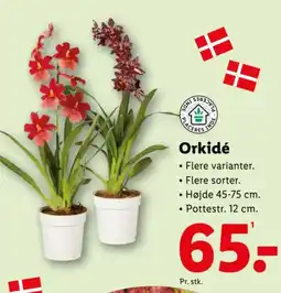 Lidl Orkidé tilbud
