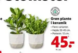 Lidl Grøn plante i keramik, DKK 45 tilbud