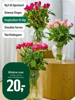 Føtex Afskårne roser tilbud