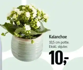 Føtex Kalanchoe tilbud