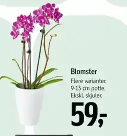 Føtex Blomster tilbud
