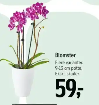 Føtex Blomster tilbud