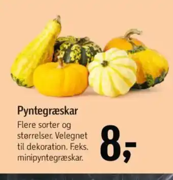 Føtex Pyntegræskar tilbud