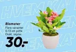 Bilka Blomster, DKK 30 tilbud