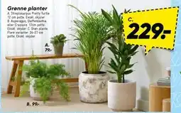 Bilka Grønne planter, DKK 79 tilbud