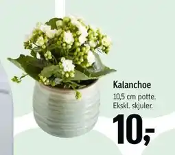 Føtex Kalanchoe, DKK 10 tilbud