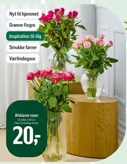 Føtex Afskårne roser, DKK 20 tilbud