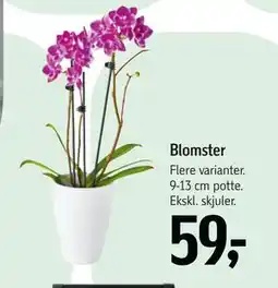 Føtex Blomster, DKK 59 tilbud