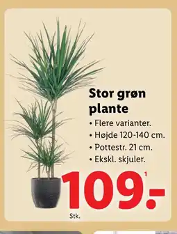 Lidl Stor grøn plante tilbud