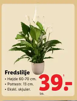Lidl Fredslilje tilbud