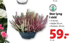 Lidl Stor lyng i skål tilbud