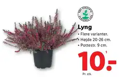 Lidl Lyng tilbud