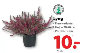 Lidl Lyng tilbud