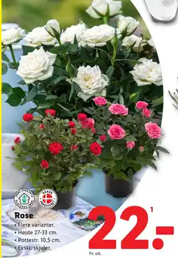 Lidl Rose tilbud
