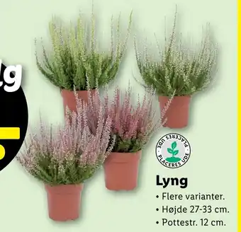 Lidl Lyng tilbud