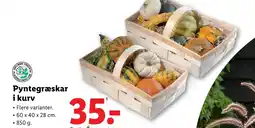 Lidl Pyntegræskar i kurv tilbud