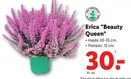 Lidl Erica "Beauty Queen" tilbud