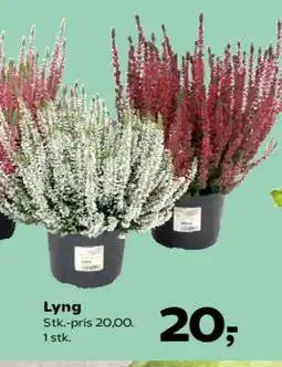 SuperBrugsen Lyng tilbud
