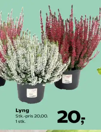 SuperBrugsen Lyng tilbud