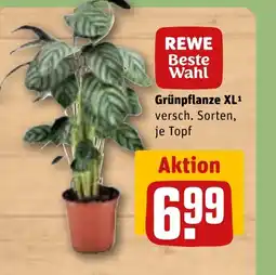 REWE DE Grünpflanze XL1 tilbud