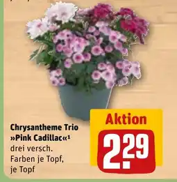 REWE DE Chrysantheme Trio >>>Pink Cadillac<<1 tilbud