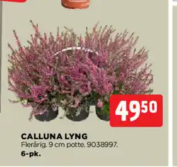 jem & fix CALLUNA LYNG tilbud